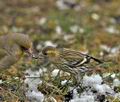 Carduelis_spinus_br2004