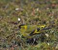 Carduelis_spinus_br2065