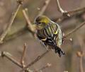 Carduelis_spinus_br2281