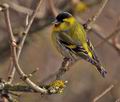 Carduelis_spinus_br2324