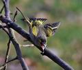 Carduelis_spinus_ca6506