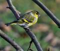 Carduelis_spinus_ca6560