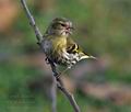 Carduelis_spinus_ca6703