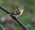 Carduelis_spinus_ca6746