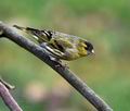 Carduelis_spinus_ca6752