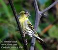 Carduelis_spinus