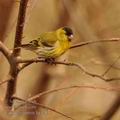 Carduelis_spinus_hg3783