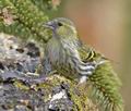 Carduelis_spinus_kb2404