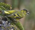 Carduelis_spinus_kb2455