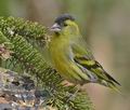 Carduelis_spinus_kb2484