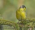 Carduelis_spinus_kb2513