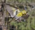 Carduelis_spinus_pb3307119