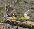 Carduelis_spinus_pb3307290