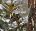 Carduelis_spinus_pg4345