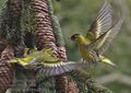 Carduelis_spinus_pg5651