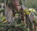 Carduelis_spinus_pg5944