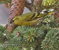 Carduelis_spinus_rd2230