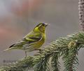 Carduelis_spinus_rd2396