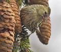 Carduelis_spinus_rd2540