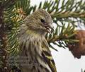 Carduelis_spinus_rd2568