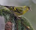 Carduelis_spinus_rd2702