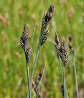 Carex_buxbaumii_bt6717