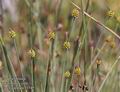 Carex_capitata_11549