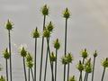 Carex_capitata_br6616