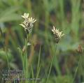 Carex_chordorrhiza_aa9466