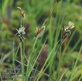 Carex_chordorrhiza_aa9474