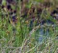 Carex_chordorrhiza_bc2570