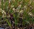 Carex_davaliana_bt4807