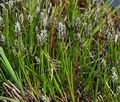 Carex_davaliana_bt4818