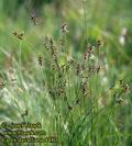 Carex_davalliana_4480