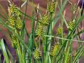 Carex_demissa_br6542