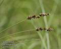 Carex_diandra_a249