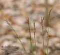 Carex_digitata_aa5985