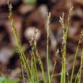 Carex_digitata_aj8472