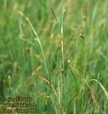 Carex_distans_4482