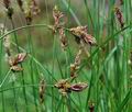 Carex_disticha_bt9056