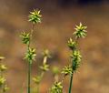 Carex_echinata_bt9049