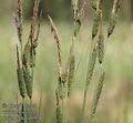 Carex_elata_ab0938