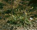Carex_ericetorum_8153