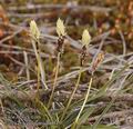 Carex_ericetorum_aa6094