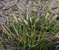 Carex_ericetorum_bn2999