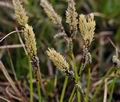 Carex_ericetorum_bn3010