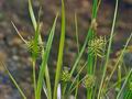 Carex_flavella_br6575