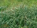 Carex_gracilis_4478