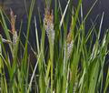 Carex_gracilis_bt6655