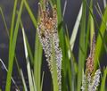 Carex_gracilis_bt6661